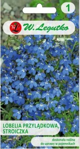 Lobelia przylądkowa, Stroiczka niebieska LEGUTKO