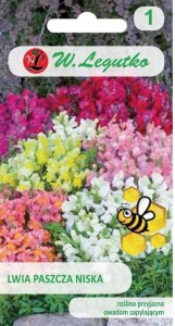 Lwia paszcza niska Mix kolorów  LEGUTKO