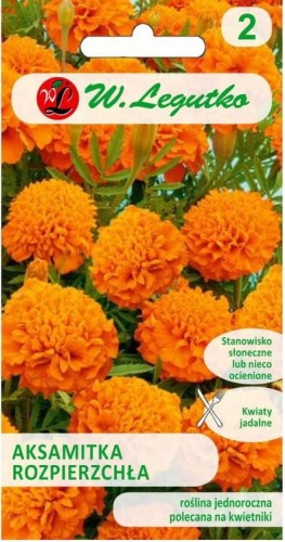 Aksamitka Rozpierzchła Pomarańczowa Legutko