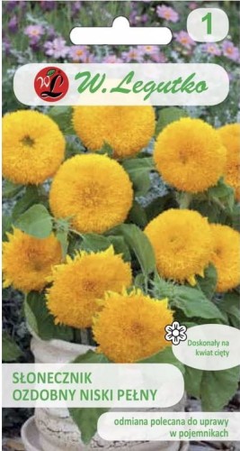 Słonecznik ozdobny niski pełny Teddy Bear LEGUTKO