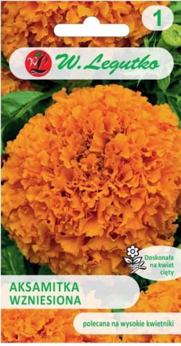 Aksamitka wzniesiona Pomarańczowa 60-80cm LEGUTKO