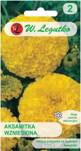 Aksamitka wzniesiona Złotożółta 60-80cm LEGUTKO