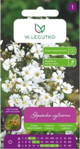 Gipsówka wytworna Biała LEGUTKO