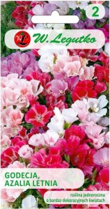 Godecja Azalia Letnia Mix LEGUTKO