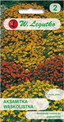 Aksamitka wąskolistna Mix kolorów  LEGUTKO