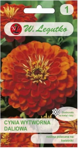 Cynia wytworna daliowa Orange King Pomarańczowa LEGUTKO