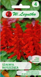 Szałwia błyszcząca Czerwona LEGUTKO
