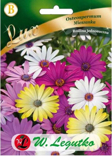 Osteospermum Mix kolorów LEGUTKO LUX