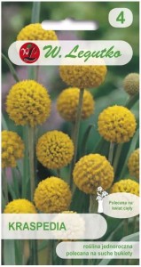 Kraspedia ŻÓŁTA LEGUTKO