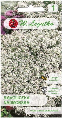 Smagliczka nadmorska Biała na skalniak LEGUTKO