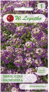 Smagliczka nadmorska Fioletowa LEGUTKO