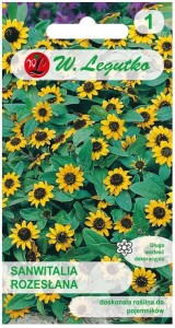 Sanwitalia rozesłana Żółta na balkon LEGUTKO