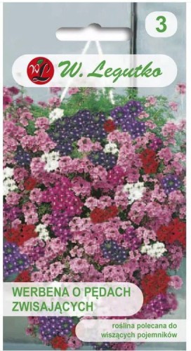 Werbena o pędach zwisających Mix kolorów LEGUTKO