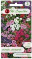 Werbena ogrodowa, Witułka Mix kolorów LEGUTKO