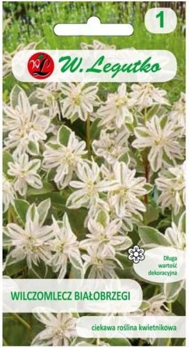 Wilczomlecz białobrzegi, liście zielonobiałe LEGUTKO