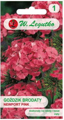 Goździk brodaty Newport Pink Różowy LEGUTKO