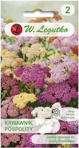 Krwawnik pospolity Mix kolorów LEGUTKO