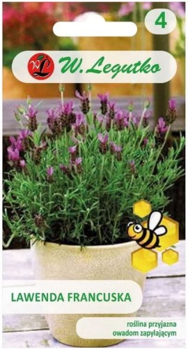 Lawenda francuska ciemnopurpurowa LEGUTKO
