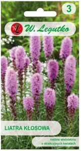 Liatra kłosowa RÓŻOWA LEGUTKO