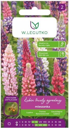 Łubin trwały Mix kolorów LEGUTKO