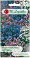 Niezapominajka alpejska Mix kolorów  LEGUTKO