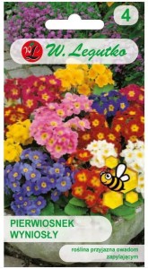 Pierwiosnek wyniosły Mix kolorów  LEGUTKO