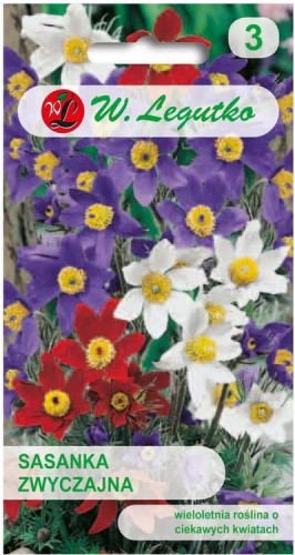 Sasanka Mix kolorów LEGUTKO