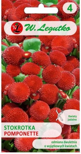 Stokrotka pospolita CZERWONA Pomponette LEGUTKO