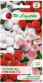 Stokrotka pospolita Pomponette Mix LEGUTKO