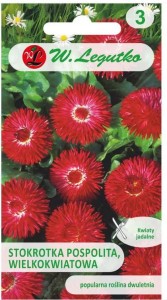 Stokrotka pospolita wielkokwiatowa Gracja Czerwona LEGUTKO