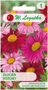 Złocień różowy bylina Różowo-Czerwony LEGUTKO