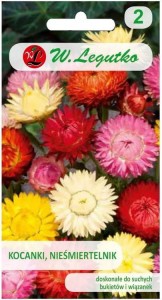 Kocanki, Nieśmiertelnik wysoka Mix kolorów LEGUTKO