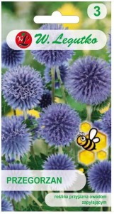 Przegorzan niebieski 150cm wieloletni 1g LEGUTKO