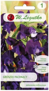 Groszek pachnący fioletowy dekoracyjny LEGUTKO