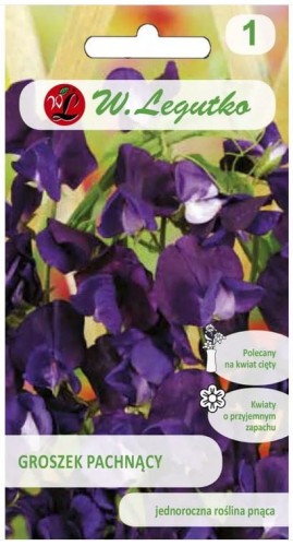 Groszek pachnący fioletowy dekoracyjny LEGUTKO