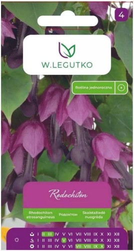 Rodochiton Fioletowy - pnącze egzotyczne LEGUTKO