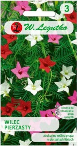 Wilec pierzasty pnącze Mix kolorów LEGUTKO