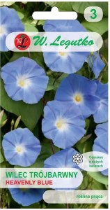 Wilec, Powój pnący Heavenly Blue Niebieski
