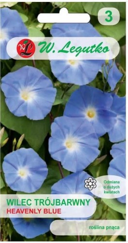Wilec, Powój pnący Heavenly Blue Niebieski