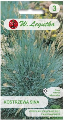 Kostrzewa sina Srebrzystoniebieska - trawa ozdobna LEGUTKO