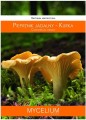 Grzybnia KURKA pieprznik jadalny 60ml MYCELIUM