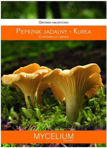 Grzybnia KURKA pieprznik jadalny 60ml MYCELIUM