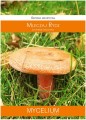 Grzybnia RYDZ Mleczaj 60ml MYCELIUM