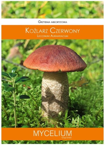 Grzybnia KOŹLARZ Czerwony 60ml MYCELIUM