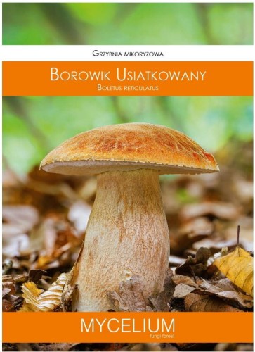 Grzybnia BOROWIK Usiatkowany 60ml MYCELIUM