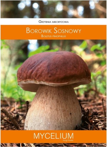 Grzybnia BOROWIK Sosnowy 60ml MYCELIUM