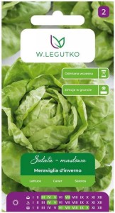 Sałata zimująca Meravigila d'inverno LEGUTKO