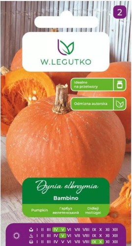 Dynia Bambino średnio wczesna LEGUTKO