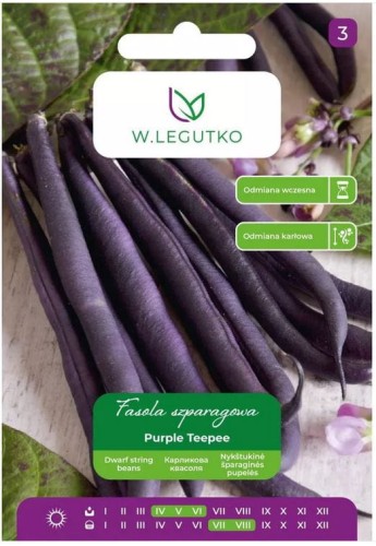 Fasola szparagowa karłowa Purple Teepee LEGUTKO