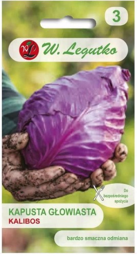 Kapusta czerwona stożkowa Kalibos LEGUTKO